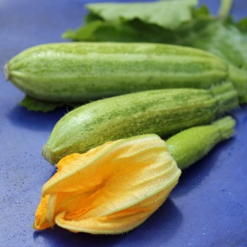 Zucchini Caserta (Samen)