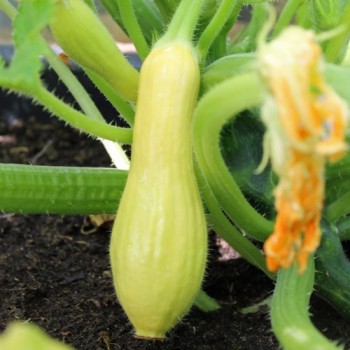 Zucchini Early Prolific Straightneck (Samen)