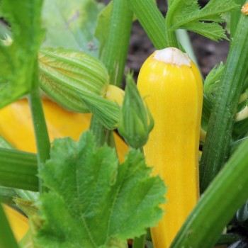 Zucchini Golden