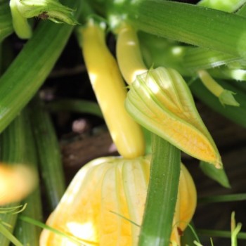 Zucchini Golden (Samen)