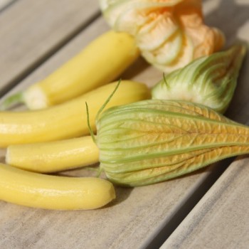 Zucchini Golden (Samen)