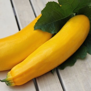 Zucchini Golden (Samen)
