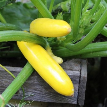 Zucchini Golden (Samen)