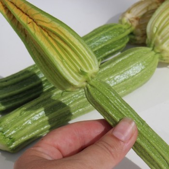 Zucchini Lungo Fiorentino (Samen)