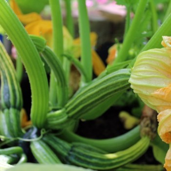 Zucchini Lungo Fiorentino (Samen)
