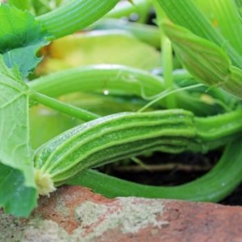 Zucchini Lungo Fiorentino (Samen)