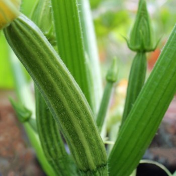 Zucchini Lungo Fiorentino (Samen)