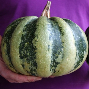 Zucchini Mongogo du Guatemala (Samen)