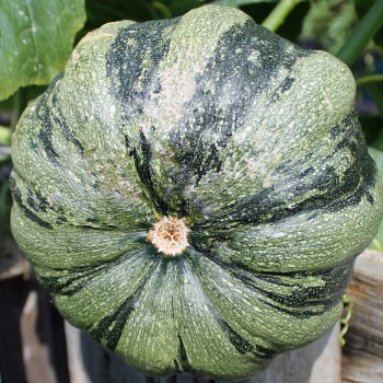 Zucchini Mongogo du Guatemala (Samen)