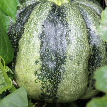 Zucchini Mongogo du Guatemala (Samen)