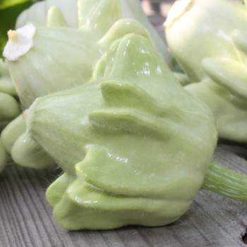 Zucchini Yugoslavian Finger Fruit (Samen)