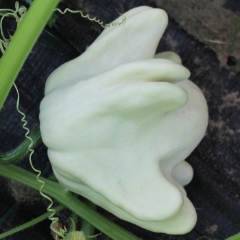 Zucchini Yugoslavian Finger Fruit (Samen)
