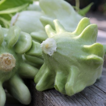 Zucchini Yugoslavian Finger Fruit (Samen)