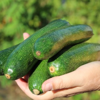 Zucchini Zuboda (Samen)