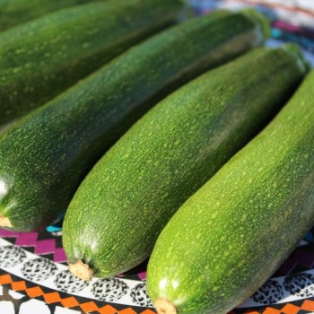 Zucchini Zuboda (Samen)