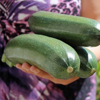 Zucchini Zuboda (Samen)