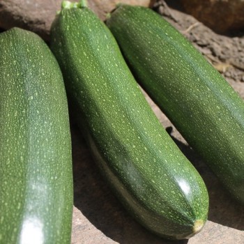 Zucchini Zuboda (Samen)