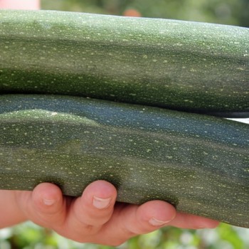 Zucchini Zuboda (Samen)