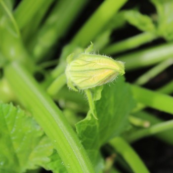 Zucchini Zuboda (Samen)