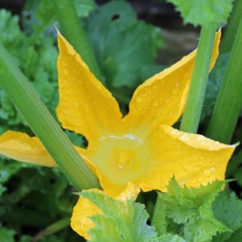 Zucchini Golden (Samen)