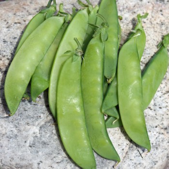 Zuckererbse Ambrosia (Samen)