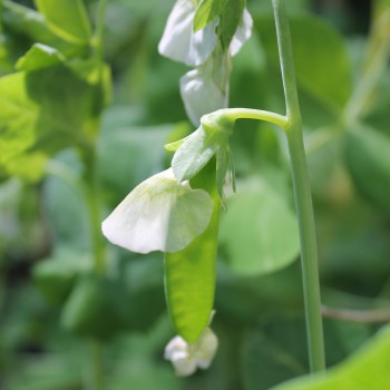 Zuckererbse Ambrosia (Samen)