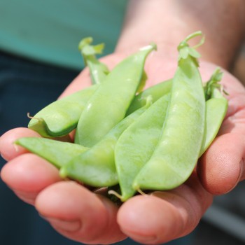 Zuckererbse Ambrosia (Samen)