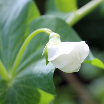 Zuckererbse Ambrosia (Samen)