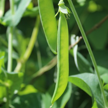 Zuckererbse Ambrosia (Samen)