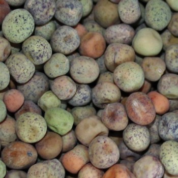 Zuckererbse Dwarf Gray Sugar (Samen)