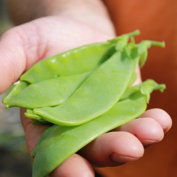 Zuckererbse Oregon Giant (Samen)