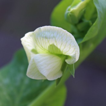 Zuckererbse Oregon Giant (Samen)