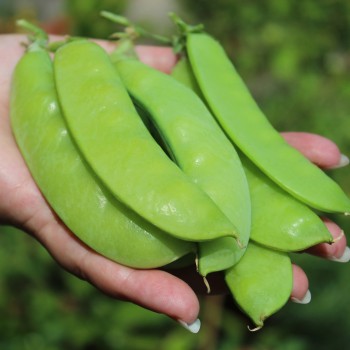 Zuckererbse Oregon Sugar Pod II (Samen)