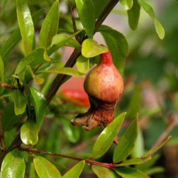 Zwerg-Granatapfel (Pflanze)