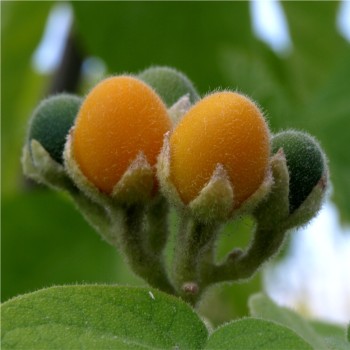 Zwerg-Tamarillo (Samen)