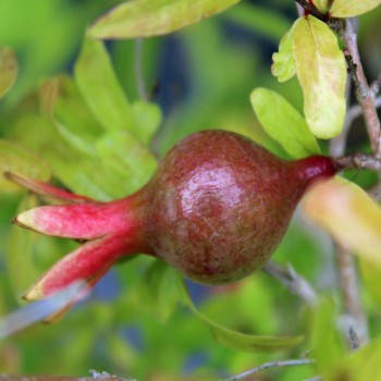 Zwerg-Granatapfel (Pflanze)
