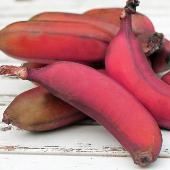 Zwerg-Banane pink (Samen)