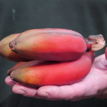 Zwerg-Banane pink (Samen)