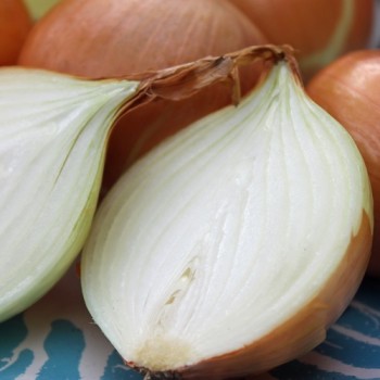 Zwiebel Augusta (Samen)