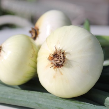 Zwiebel Bianca de Maggio (Samen)