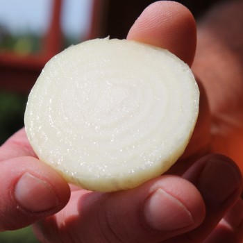 Zwiebel Bianca de Maggio (Samen)