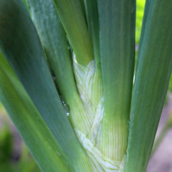 Gemüsezwiebel Yellow Sweet Spanish (Samen)
