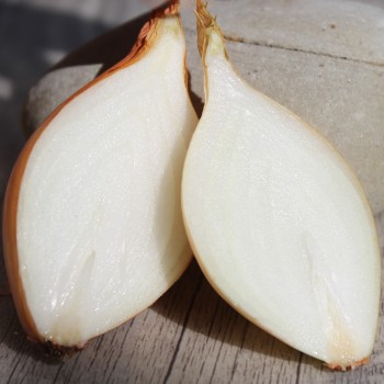 Zwiebel Schoderleer (Samen)