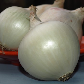 Zwiebel Tonda Musona Bianca (Samen)
