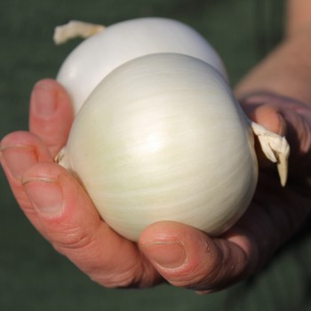 Zwiebel Tonda Musona Bianca (Samen)