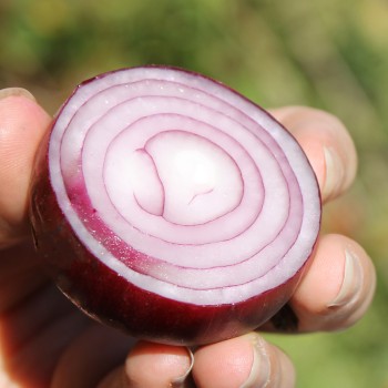 Zwiebel Wenta (Samen)
