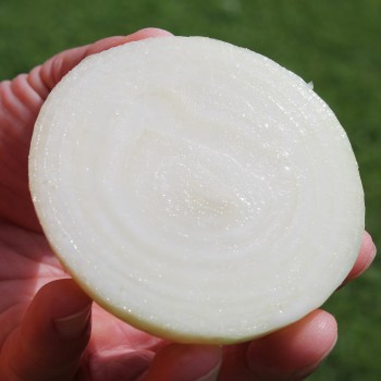Zwiebel White Utah Jumbo (Samen)