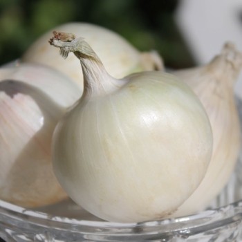 Zwiebel White Utah Jumbo (Samen)