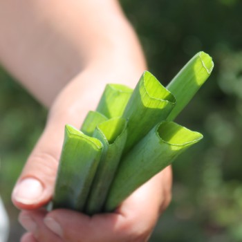 Zwiebel Schoderleer (Samen)