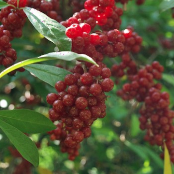 Korallen-Ölweide Red Cascade (Pflanze)